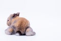 Back of little brown baby rabbit look back and stay on white background and it look curious Royalty Free Stock Photo