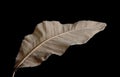 The back of a Magnolia grandiflora autumn leaf. Royalty Free Stock Photo