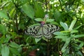 A back of a Malabar Tree Nymph Butterfly. Royalty Free Stock Photo