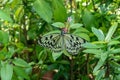 A back of a Malabar Tree Nymph Butterfly. Royalty Free Stock Photo