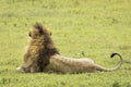 Back of male lion with big mane lying on green grass in Ngorongoro Crater in Tanzania Royalty Free Stock Photo