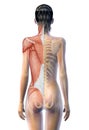 Back muscles and skeleton of a woman, 3D illustration.jpg Royalty Free Stock Photo