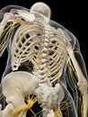 The back nerves Royalty Free Stock Photo