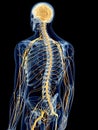 The back nerves Royalty Free Stock Photo