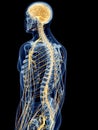 The back nerves Royalty Free Stock Photo