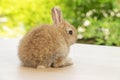 Back of newborn tiny bunny grey and brown rabbit sitting on the wood while looking at something over bokeh natural green tree Royalty Free Stock Photo