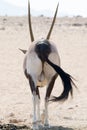 Back of an oryx