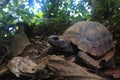 The back or pantser of a Yellow footed tortoise, Chelonoidis denticulatus, in his natural habitat: the amazon jungle Royalty Free Stock Photo