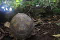 The back or pantser of a Yellow footed tortoise, Chelonoidis denticulatus, in his natural habitat: the amazon jungle Royalty Free Stock Photo
