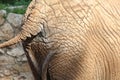 Back part of African elephant