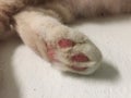 Cat`s paw. Beige cat`s paw with pink toes. Royalty Free Stock Photo