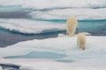 Back of polar bear with cub Royalty Free Stock Photo