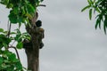 Back portrait arborist climbs the high tree and sits on the branch with clear sky background