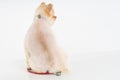 Back portrait of little Pomeranian dog sits on the table with stethoscope  on white background. Studio shot of adorable Royalty Free Stock Photo