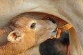 calf drinking milk from cow's udder . desi calf profile of feeding on its mothers milk. Royalty Free Stock Photo