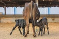 Back pose of a cow feeding its twins calf in the cow shed.