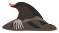 Clipart of the mammal mole vector or color illustration