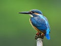 Back profile of Common Kingfisher & x28;Alcedo atthis& x29; Eurasian or Ri