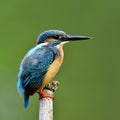 Back profile of Common Kingfisher (Alcedo atthis) Eurasian or Ri