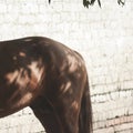 Back of the red horse sports horse in trres shadows Royalty Free Stock Photo