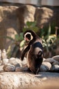 Back of ring-barked arctic penguin trying to take off red ring from his wing in Barcelona zoo. Wildlife bird in zoo. Animal and