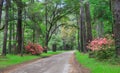 Back Road Low Country South Carolina