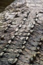 Back shell of wild crocodile croc hard shells Royalty Free Stock Photo