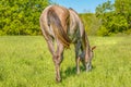 Back shot of an American Quarter Horse grazing in the green farm grass with sunlight Royalty Free Stock Photo