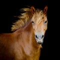 Back shot of a horse Royalty Free Stock Photo