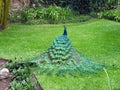 Back shot of a peacock opening its feathers in the garden Royalty Free Stock Photo