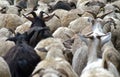 Back shot of sheep and goat herd. Royalty Free Stock Photo