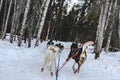 Back shot of two Alaskan dogs sled team in harness dog sledding during Alaska winter