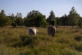 Back shot of Two horses grazing in the sunny green field with trees under blue sky Royalty Free Stock Photo