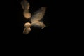 Back shot of two manatees swimming in dark water at night with visible reflection on water surface