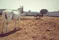 Back shot of white horse with few horses Royalty Free Stock Photo