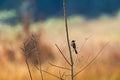 Back of Siberian Stonechat, Asian stonechat, Old World flycatcher bird sitting on branch all alone Royalty Free Stock Photo