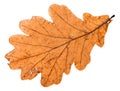 back side of autumn broken leaf of oak tree