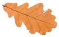 back side of autumn dried leaf of oak tree Royalty Free Stock Photo