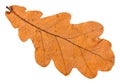 back side of autumn fallen leaf of oak tree