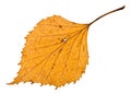 back side of autumn holey yellow leaf of birch Royalty Free Stock Photo