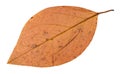 back side of autumn pink leaf of apple tree