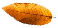 back side of autumn rotten leaf of ash tree