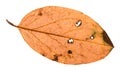 back side of autumn rotten leaf of malus tree Royalty Free Stock Photo