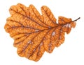 back side of autumn rotten leaf of oak tree