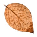 back side of autumn rotten leaf of poplar tree