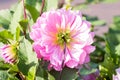 Back side of beautiful pink Dahlia flower with morning sunlight Royalty Free Stock Photo