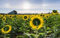 Back side of beautiful sunflower fields with sunrise Royalty Free Stock Photo