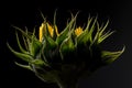 Back side of a beautiful Sunflower isolated on black background