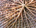 back side big victoria lotus leaf abstract texture. macro detail giant waterlilly leaves in pond natural park