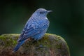 Back side of Blue rock thrush(Monticola solitarius)